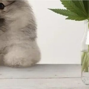 Animale