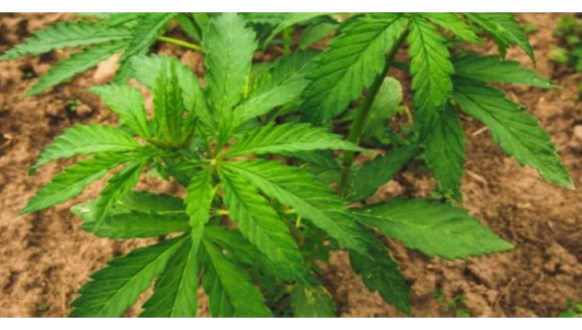 Canabis fără THC: este pentru tine?