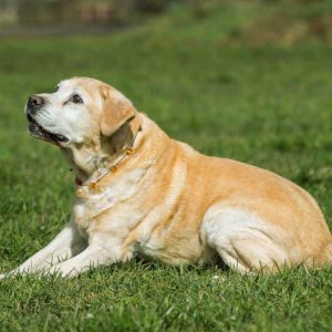 CBD și osteoartrita la câiniAmeliorarea osteoartritei la câini cu ulei CBD La fel ca oamenii, câinii pot începe să sufere de osteoartrită pe măsură ce îmbătrânesc. Durerile articulare cauzate de această boală pot fi invalidante pentru animalul dvs. de companie. Din fericire, există soluții naturale precum CBD pentru a-l ușura în mod eficient și pentru a vă îmbunătăți bunăstarea. De unde provine osteoartrita la câini? Osteoartrita este o boală care afectează articulațiile și poate fi foarte dureroasă. La câini, apare adesea de-a lungul anilor și poate deveni rapid foarte dureros în fiecare zi. Dar să începem de la început: capetele a 2 oase congruente formează o articulație care este acoperită de cartilaj protector. Pentru a asigura o mișcare lină, acest cartilaj este umplut cu un lichid numit sinoviu. Odată cu vârsta, sau în urma unei fracturi prost tratate de exemplu, lichidul sinovial poate provoca umflături sau se poate inflama, creând astfel o inflamație care va distruge treptat cartilajul. Aceasta este ceea ce va provoca apoi durere în articulație, în special atunci când mergeți pe jos sau faceți exerciții fizice. Într-adevăr, primul semn al osteoartritei la câini este că aceștia șchiopătează și vor avea dificultăți de mișcare, mai ales dimineața, când articulațiile lor sunt încă „reci”. Ce este uleiul CBD? Canabidiolul, sau CBD, este o moleculă activă găsită în planta de cânepă. Face parte din ceea ce numim canabinoizi: acestea sunt molecule capabile să interacționeze cu sistemul endocannabinoid prezent la toate mamiferele. CBD-ul va acționa astfel asupra mesajelor transmise prin acest canal și va modifica mesajul. Cel mai cunoscut efect al CBD este reducerea stresului: CBD va atenua senzația de stres prin atașarea de receptorii endocannainoizi, prevenind astfel transmiterea mesajului legat de stres. Avem acești receptori în tot corpul nostru, ceea ce explică de ce CBD acționează la mai multe niveluri: stres, digestie, durere, inflamație, probleme ale pielii etc. Beneficiile CBD asupra osteoartritei CBD este deosebit de eficient asupra osteoartritei, deoarece va actiona pe 2 niveluri: calmarea inflamatiei din jurul cartilajului si ameliorarea durerii care poate rezulta din aceasta. Pentru a face acest lucru, canabidiolul va interacționa cu receptorii CB1 responsabili de sistemul nervos și cu receptorii CB2 care au influență asupra sistemului imunitar. Această acțiune dublă este foarte eficientă în ameliorarea durerii legate de osteoartrita la câini. Studiile științifice au coroborat și aceste beneficii: Studiul „Farmacocinetica, siguranța și eficacitatea clinică a tratamentului cu canabidiol la câinii cu osteoartroză” realizat în 2018 de Doctor Gamble a demonstrat efectele pozitive ale CBD asupra osteoartritei canine. Într-adevăr, câinii au primit aleatoriu CBD în doze diferite (2 și 8 mg/kg), precum și un placebo. S-a demonstrat astfel că uleiul CBD la 2mg/kg de două ori pe zi a fost suficient pentru a ajuta la îmbunătățirea confortului și a activității câinilor care suferă de osteoartrită, fără efecte secundare notabile. Studiul „Implicarea sistemului endocannabinoid în durerea osteoartrită” publicat în 2014, evidențiază rolul sistemului endocannabinoid în gestionarea durerii legate de reumatism. Alte studii confirmă acțiunea CBD-ului în tratamentul durerilor articulare la câini: osteoartrita, artrita, osteoporoza etc. Cum îi dau ulei CBD câinelui meu? Uleiul CBD sublingual este cea mai eficientă metodă de a oferi câinelui tău toate beneficiile CBD. Pur și simplu turnați câteva picături pe mâncare sau mai bine, direct în gură pentru a crește viteza de asimilare. Pentru dozare, vă sfătuim să începeți cu 4 picături și să vedeți cum reacționează animalul dvs. de companie. Apoi, trebuie doar să creșteți treptat dozele pentru a ajunge la doza optimă pentru câinele dvs. Odată ingerat, uleiul este eficient rapid și timp de câteva ore. CBD nu are efecte secundare și nu prezintă risc de supradozaj. Cu toate acestea, vă recomandăm să creșteți întotdeauna treptat numărul de picături. CBD este, așadar, o soluție naturală ideală, care va calma durerea câinelui tău și îl va ajuta să-și recapete nivelul de bunăstare. Puteți folosi și creme CBD în masaj pentru a calma aceste dureri și mici răni distribuite pe www.highconfidential.ro