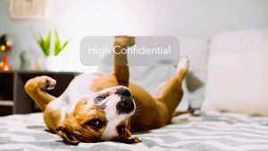 CBD pentru animale de companie