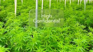 Diferitele tipuri de cultivare a CBD-ului
