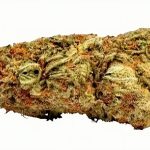 Gorilla Glue 15 % CBD fara THC